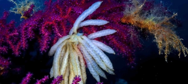  Huevos de calamar buceo 